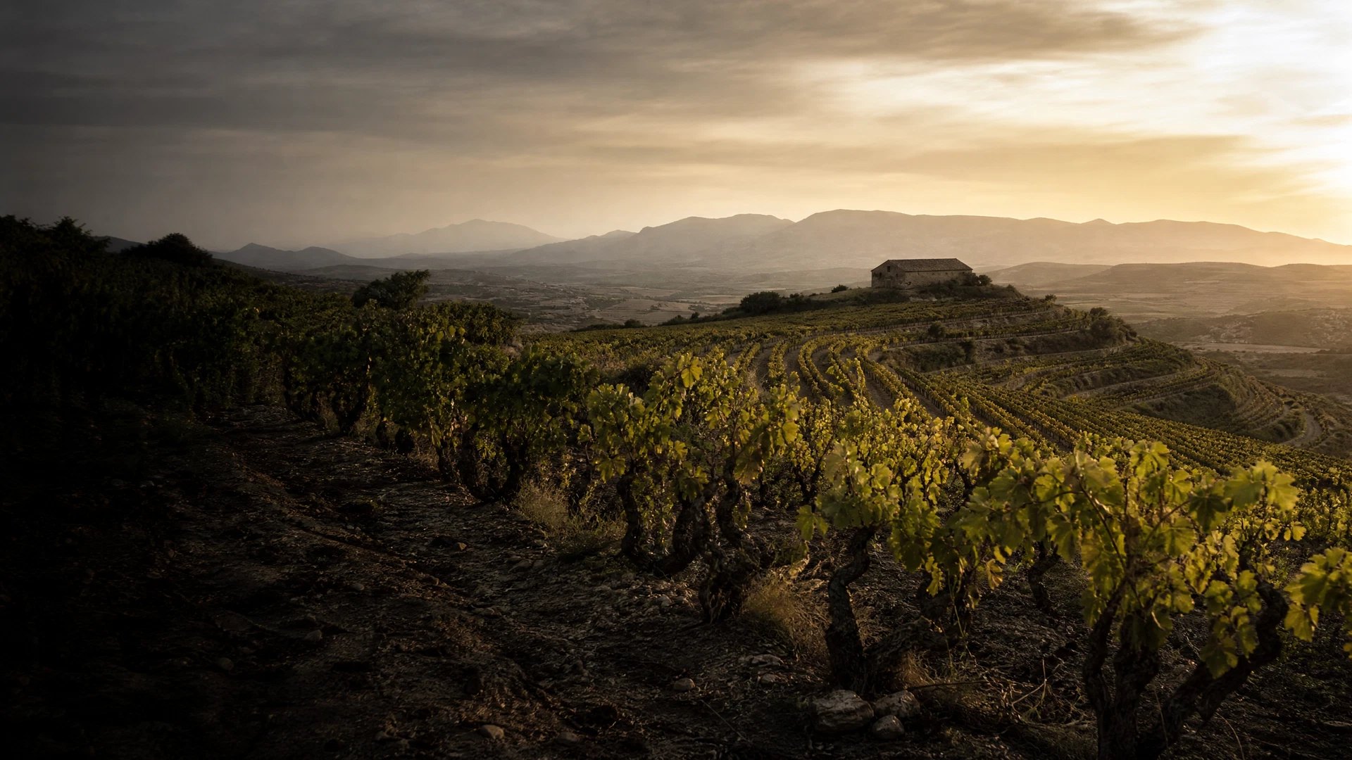 Viñedos al final de la tarde